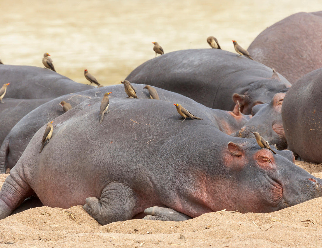Red-billed woodpecker, Tanzania, Africa, warms over sleeping hippos. 1000pc Puzzle