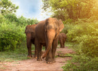 Big Asian Elephants – 1000 Piece Wildlife Puzzle