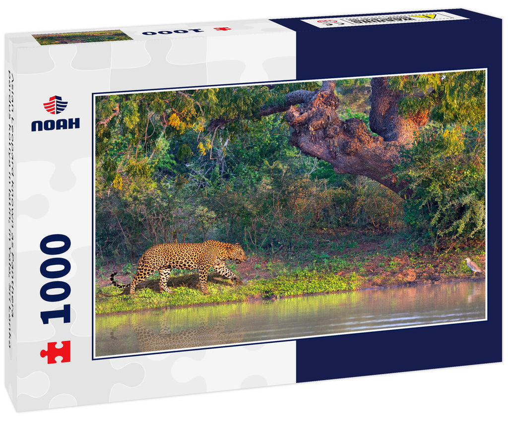 Asian Leopard known as Panthera pardus kotiya in latin, in Yala, Sri Lanka 1000pc Puzzle