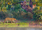 Asian Leopard known as Panthera pardus kotiya in latin, in Yala, Sri Lanka 1000pc Puzzle
