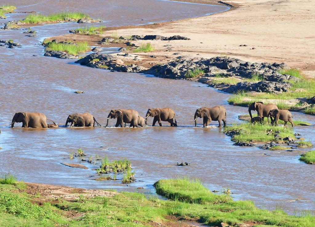 Elephant Crossing Olifant River – 1000 Piece Wildlife Puzzle