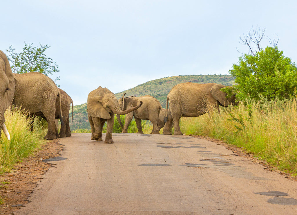 Elephants ( Loxodonta Africana) walking on the road at Pilanesberg National Park, South Africa 1000pc Puzzle