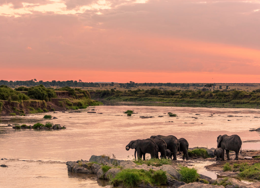 Elephant Crossing the Mara River – 1000 Piece Wildlife Puzzle