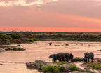 Elephant Crossing the Mara River – 1000 Piece Wildlife Puzzle