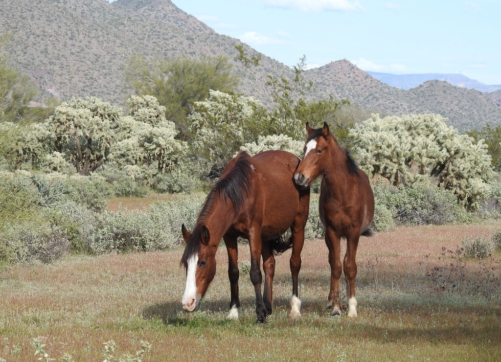 Wild Horses of the Sonoran Desert – 1000 Piece Wildlife Puzzle