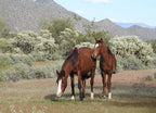 Wild Horses of the Sonoran Desert – 1000 Piece Wildlife Puzzle
