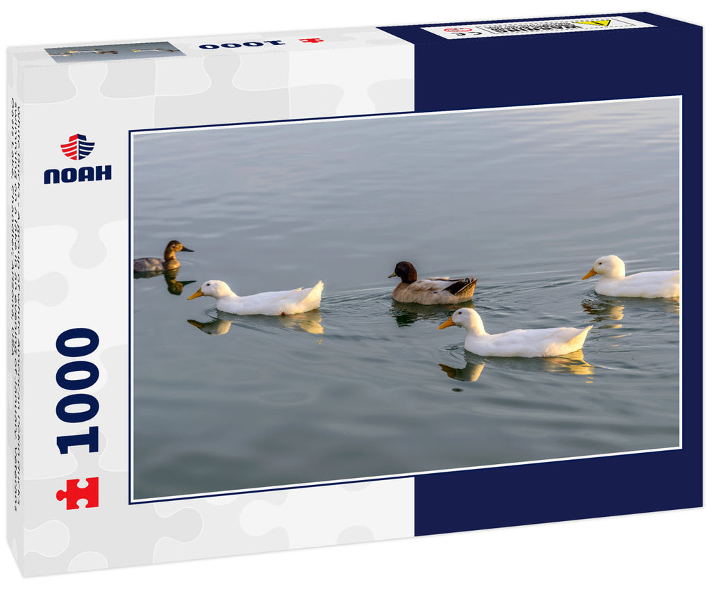 White Ducks - A group of white American Pekin ducks swimming on a lake in an evening of January. Veterans Oasis Lake, Chandler, Arizona, USA 1000pc Puzzle