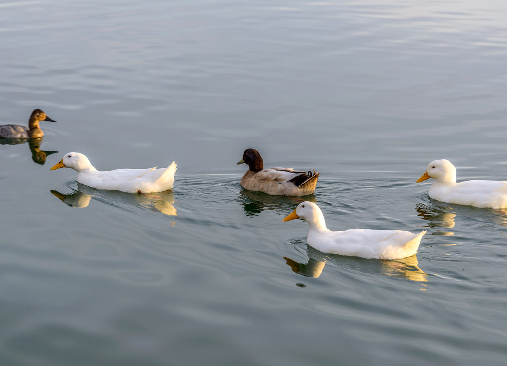 White Ducks - A group of white American Pekin ducks swimming on a lake in an evening of January. Veterans Oasis Lake, Chandler, Arizona, USA 1000pc Puzzle
