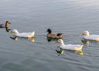 White Ducks - A group of white American Pekin ducks swimming on a lake in an evening of January. Veterans Oasis Lake, Chandler, Arizona, USA 1000pc Puzzle