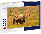 Moose, Denali, Alaska 1000pc Puzzle