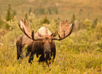 Moose, Denali, Alaska 1000pc Puzzle