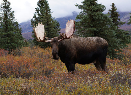 Beautiful wild moose bull in National park Denali in Alaska 1000pc Puzzle