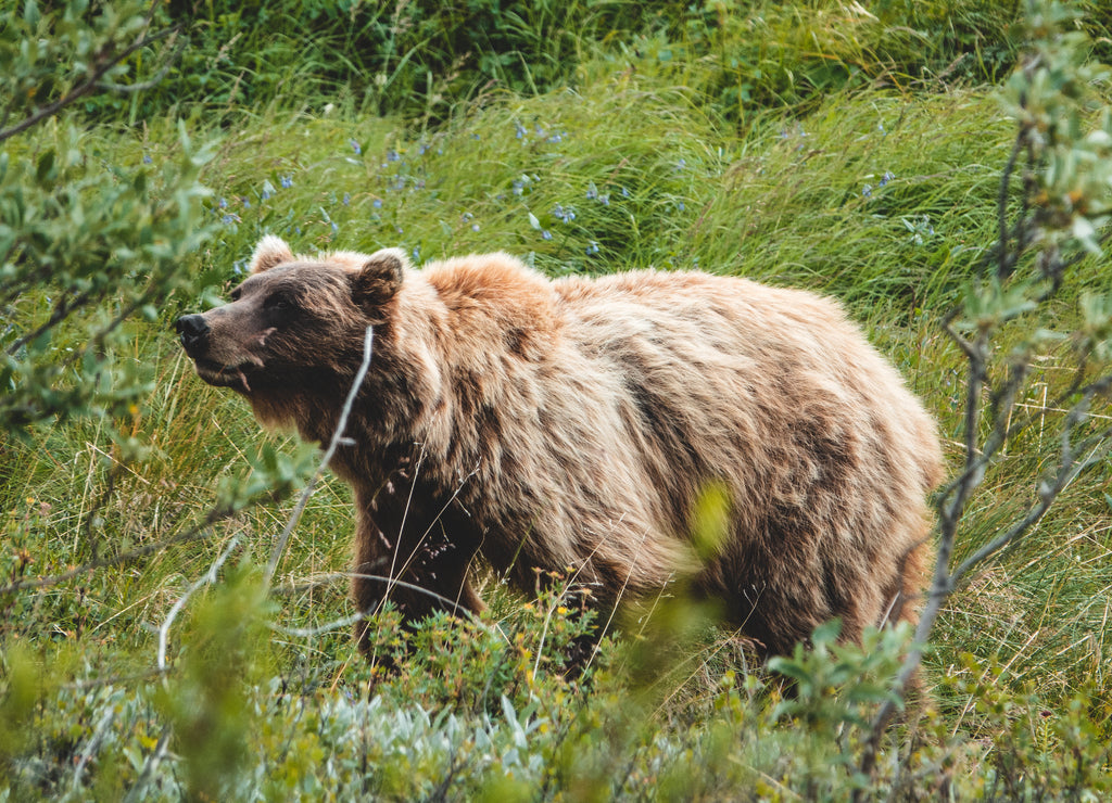 Grizzly bear in Denali National park, Alaska 1000pc Puzzle