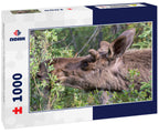 Wild moose in Denali National Park (Alaska) 1000pc Puzzle