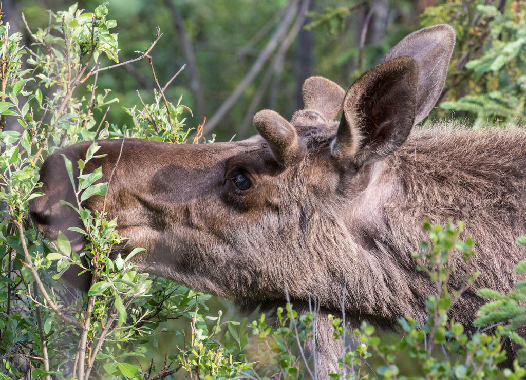 Wild moose in Denali National Park (Alaska) 1000pc Puzzle