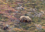 Grizzly Bear Sow and Cub in Denali National Park Alaska in Autumn 1000pc Puzzle