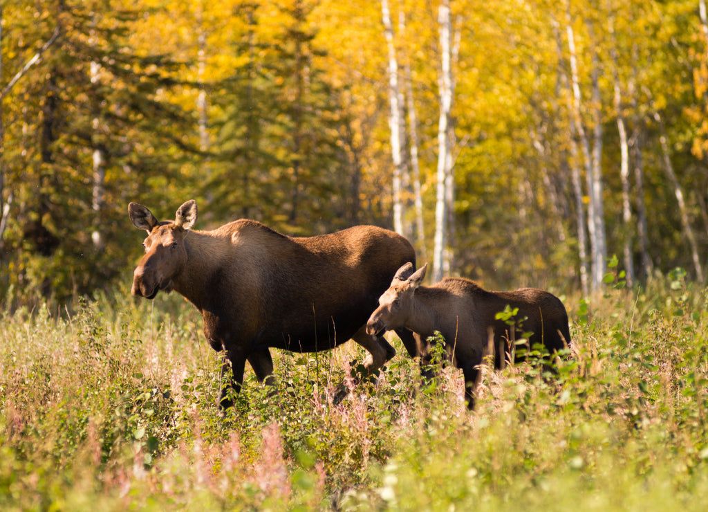 Cow Moose leads Her Calf Across Road Near Denali Alaska 1000pc Puzzle