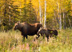 Cow Moose leads Her Calf Across Road Near Denali Alaska 1000pc Puzzle