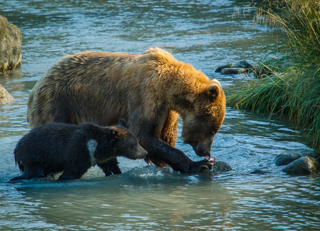 Mama bear with her little cub fishing in Chilkat river in Haines, Alaska, US 1000pc Puzzle