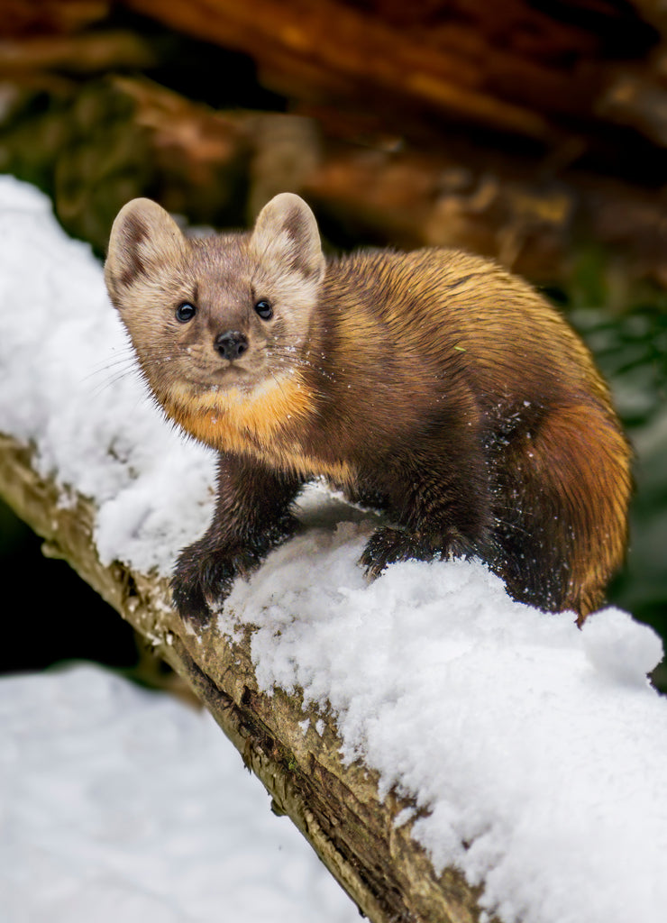 Pine Marten on Alert – 1000 Piece Wildlife Puzzle