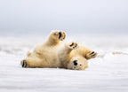 Polar Bear cleaning his coat in Kaktovik Alaska 1000pc Puzzle