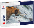 Adult coastal brown bear feeds on salmon as they make their way up and over waterfalls on route to the natal waters, Alaska 1000pc Puzzle