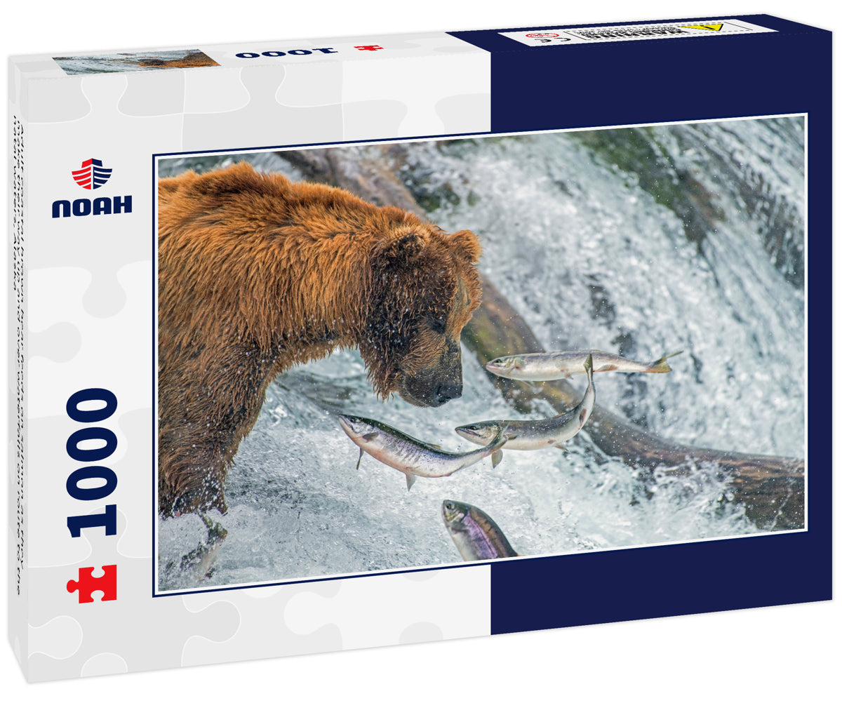 Adult coastal brown bear feeds on salmon as they make their way up and over waterfalls on route to the natal waters, Alaska 1000pc Puzzle