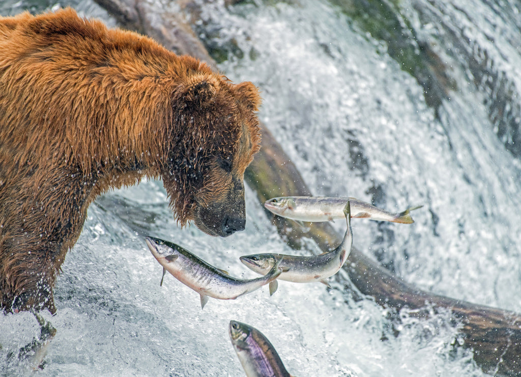 Adult coastal brown bear feeds on salmon as they make their way up and over waterfalls on route to the natal waters, Alaska 1000pc Puzzle