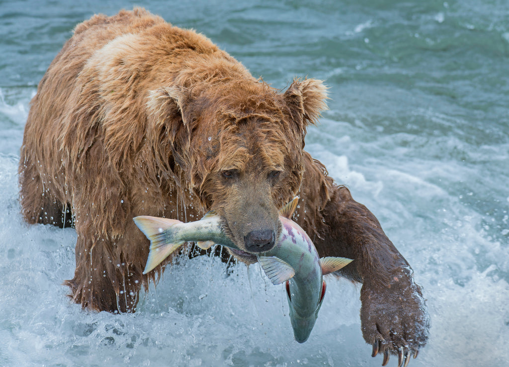 Brown Bear fishing for Salmon at McNeil River, Alaska 1000pc Puzzle