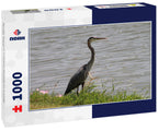 Birds, Ducks, Coypu, Nutria in Irving, Texas, USA 1000pc Puzzle