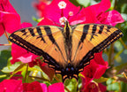 A Western Tiger Swallowtail butterfly (Papilio rutulus) feeds on the nectar of Bougainvillea flowers in Monterey, in central California 1000pc Puzzle