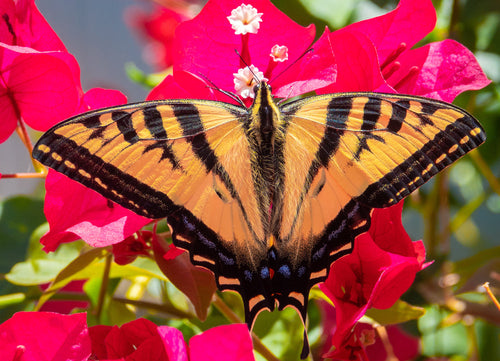A Western Tiger Swallowtail butterfly (Papilio rutulus) feeds on the nectar of Bougainvillea flowers in Monterey, in central California 1000pc Puzzle