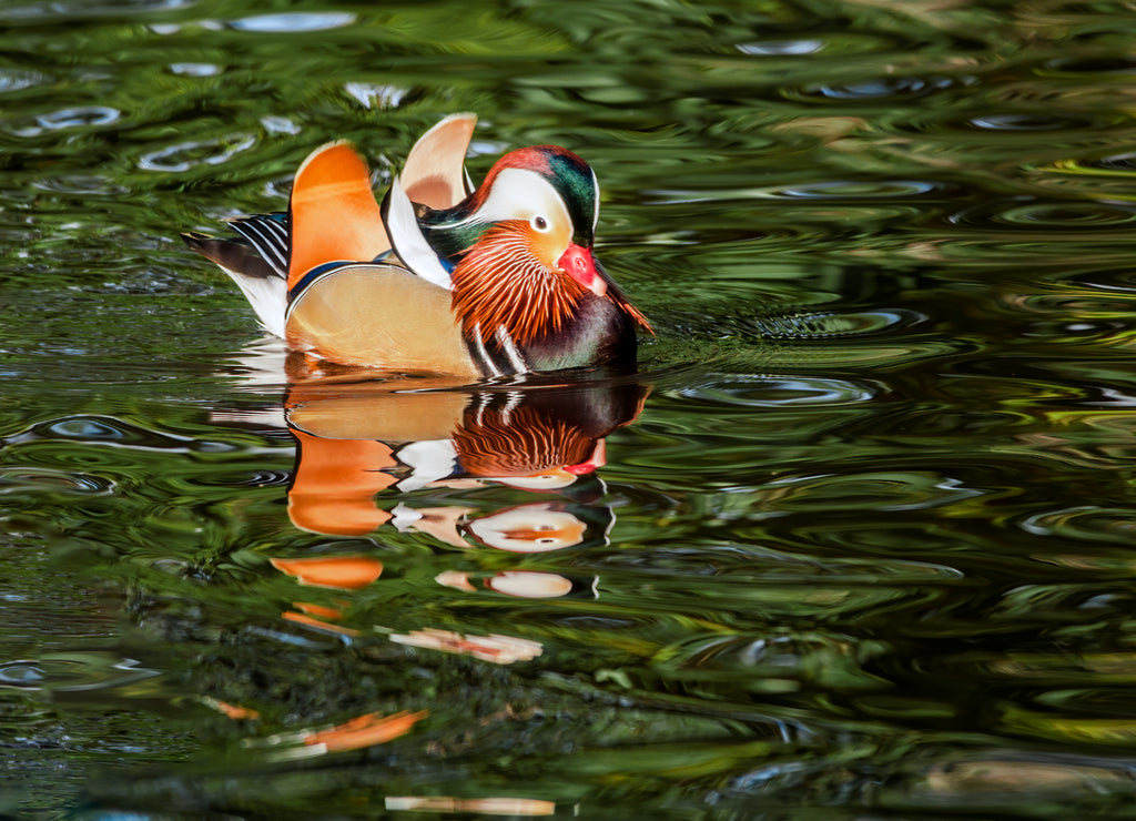 Drake of Mandarin Duck (Aix galericulata) in Los Angeles County arboretum, Los Angeles, California, USA 1000pc Puzzle