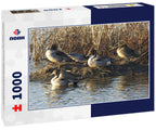 Northern pintail ducks enjoying a beautiful day at the Colusa National Wildlife Refuge, in the Sacramento Valley, California 1000pc Puzzle