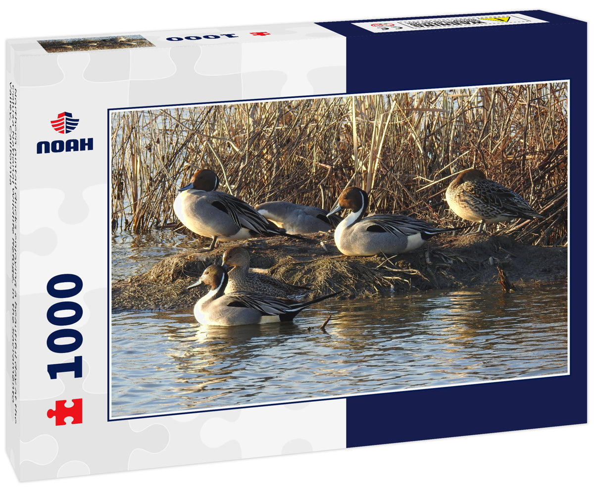 Northern pintail ducks enjoying a beautiful day at the Colusa National Wildlife Refuge, in the Sacramento Valley, California 1000pc Puzzle
