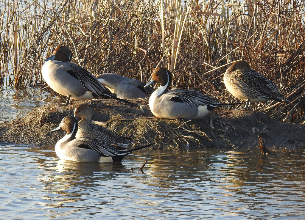 Northern pintail ducks enjoying a beautiful day at the Colusa National Wildlife Refuge, in the Sacramento Valley, California 1000pc Puzzle