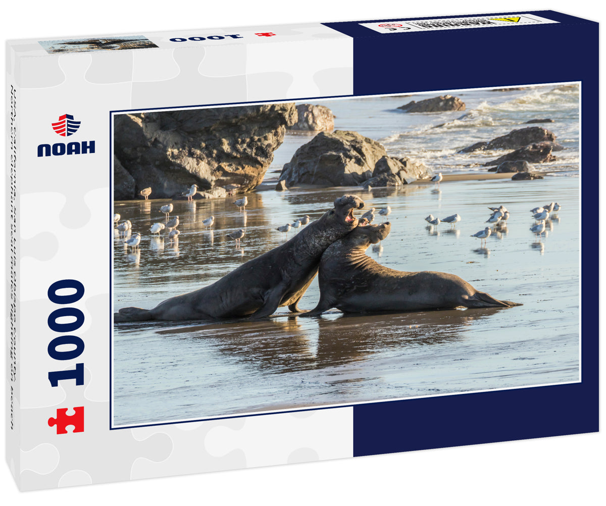 Northern Elephant Seals Fighting – 1000 Piece Wildlife Puzzle