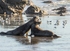 Northern Elephant Seals Fighting – 1000 Piece Wildlife Puzzle