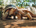 Aldabra Giant Tortoises – 1000 Piece Wildlife Puzzle