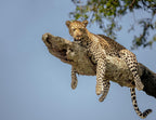 Hanglow - Leopard on a tree in Serengeti, Tanzania 1000pc Puzzle