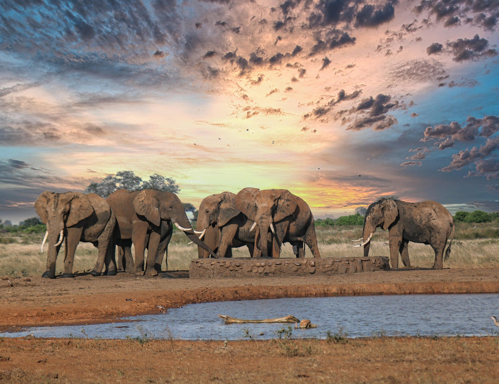 Elephants on Safari – 1000 Piece Wildlife Puzzle