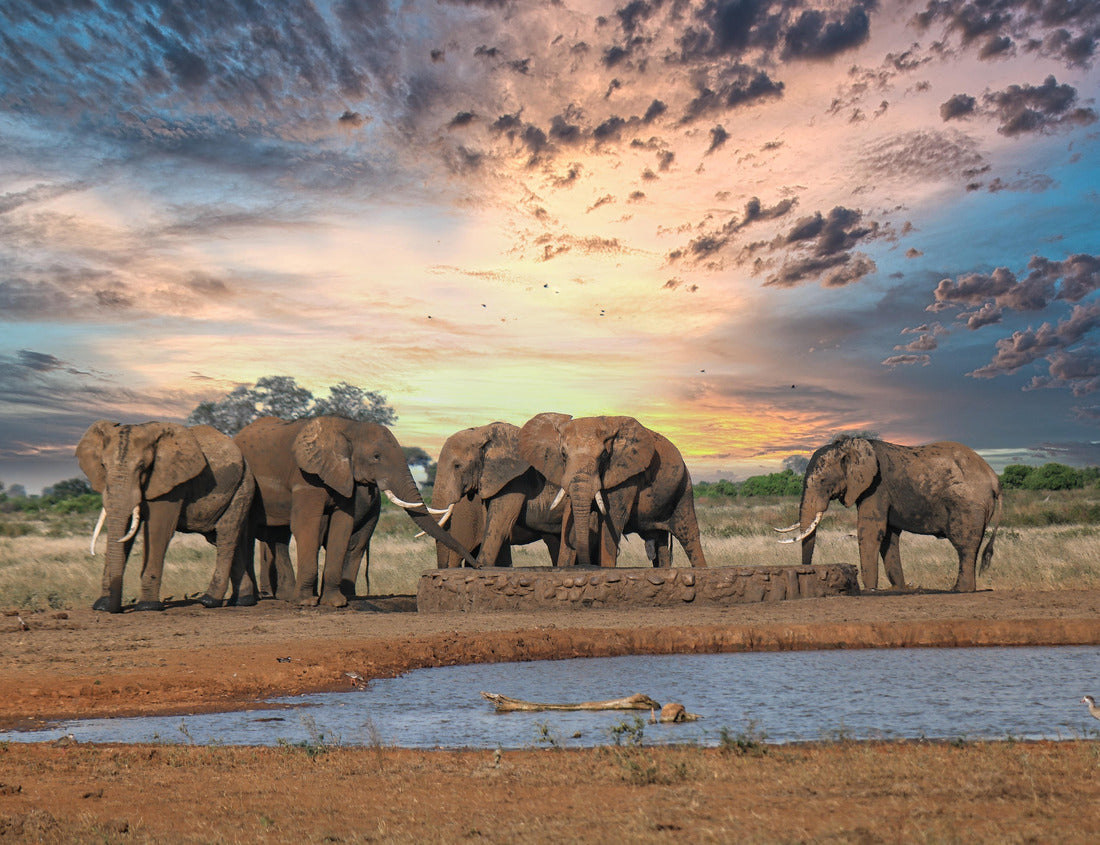 Elephants on Safari – 1000 Piece Wildlife Puzzle