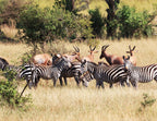 Burchell's Zebras in Ikoma, near Serengeti National Park, Tanzania, East Africa 1000pc Puzzle