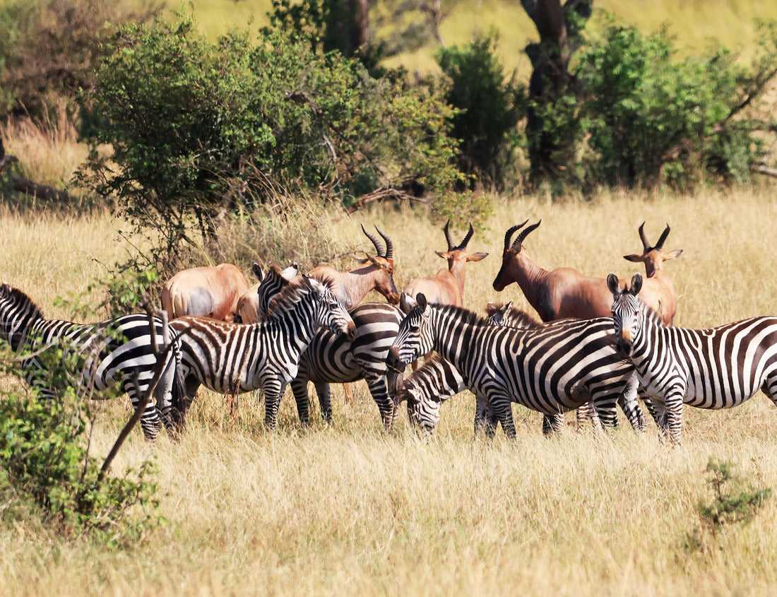 Burchell's Zebras in Ikoma, near Serengeti National Park, Tanzania, East Africa 1000pc Puzzle