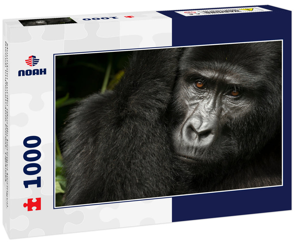 Mountain gorilla (Gorilla beringei beringei). Bwindi Impenetrable Forest. Uganda 1000pc Puzzle