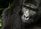 Mountain gorilla (Gorilla beringei beringei). Bwindi Impenetrable Forest. Uganda 1000pc Puzzle