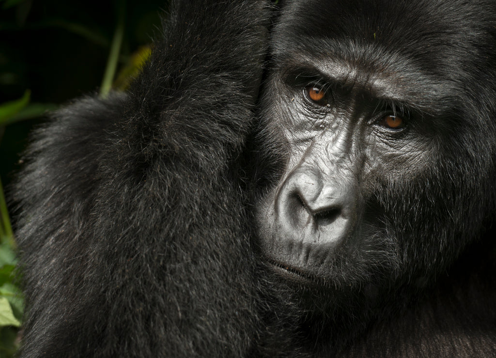 Mountain gorilla (Gorilla beringei beringei). Bwindi Impenetrable Forest. Uganda 1000pc Puzzle