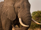 Bull Elephant – 1000 Piece Wildlife Puzzle