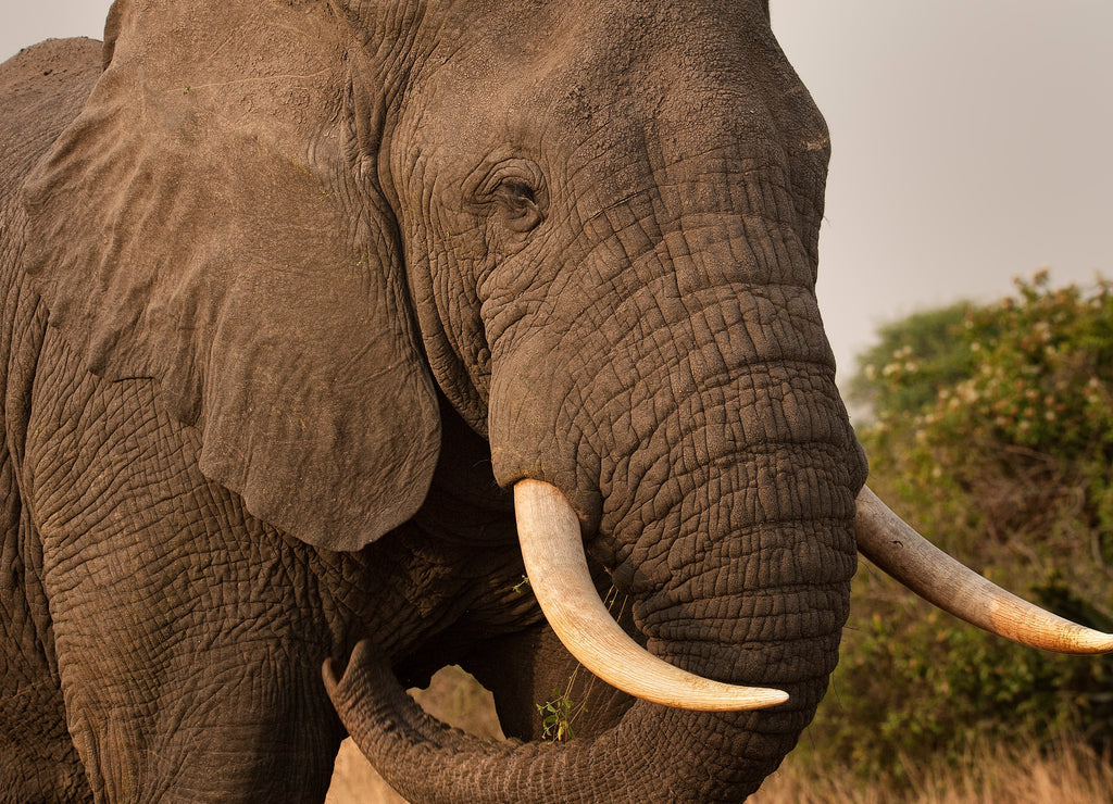 Bull Elephant – 1000 Piece Wildlife Puzzle