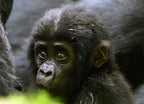 Mountain gorilla, Bwindi National Park, Uganda 1000pc Puzzle